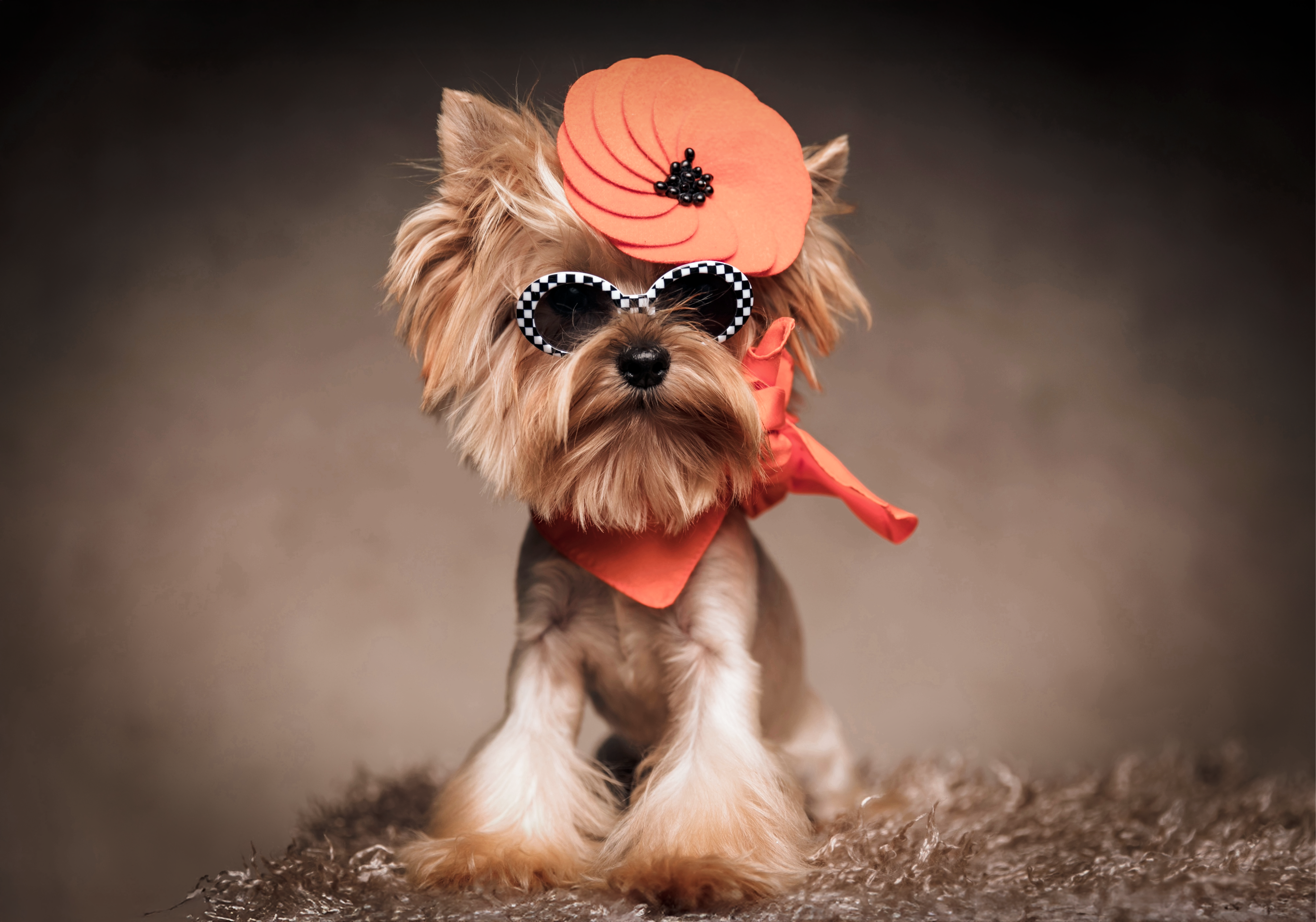 Dog wearing sunglasses and an orange hat with a brown background